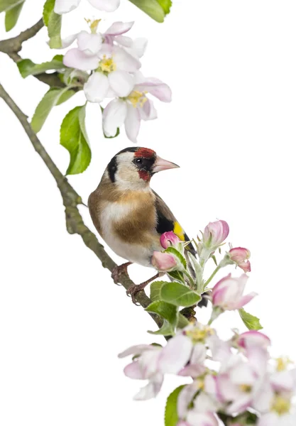 Europeiska goldfinch, carduelis carduelis, uppflugen på en blommande — Stockfoto