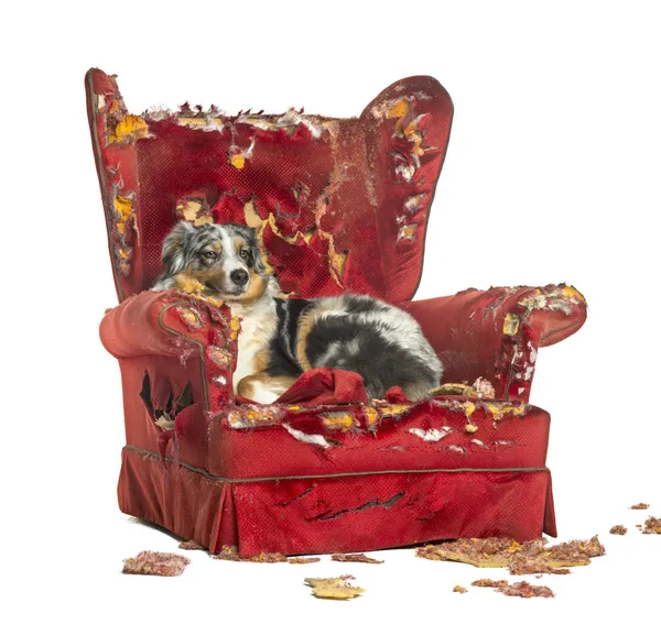 Australian Shepherd lying on a detroyed armchair, isolated on wh — Stock Photo, Image