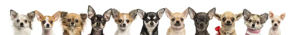 Gruppe von Chihuahuas, isoliert auf weiß — Stockfoto