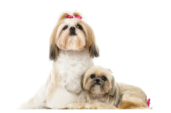 Two Shih Tzu sitting and lying next to each other, isolated on w — Stock Photo, Image