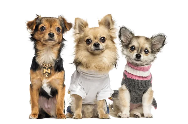 Groupe de Chihuahuas habillés, isolés sur blanc — Photo