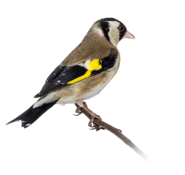 Europeu Goldfinch, carduelis carduelis, empoleirado em um ramo, é — Fotografia de Stock