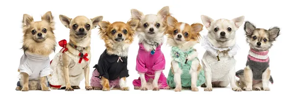 Grupo de Chihuahuas vestida, isolado em branco — Fotografia de Stock
