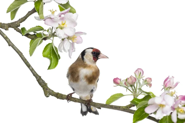 Saka kuşu, carduelis carduelis, çiçekli üzerinde tünemiş — Stok fotoğraf