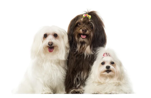 Group of panting dogs, Maltese and Havanese, isolated on white — Stock Photo, Image