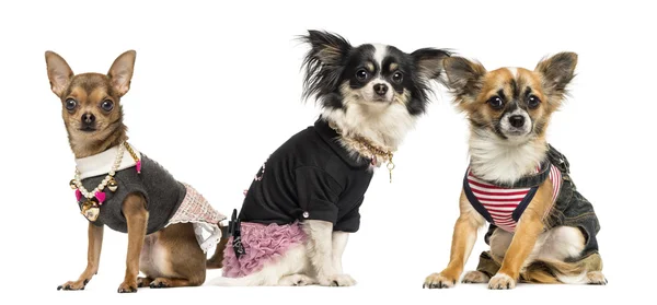 Grupp utklädda chihuahuas, isolerad på vit — Stockfoto