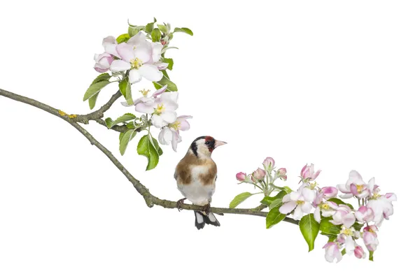 European Goldfinch, carduelis carduelis, perched on a flowering — Stock Photo, Image