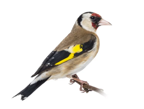 European Goldfinch, carduelis carduelis, perched on a branch, is — Stock Photo, Image