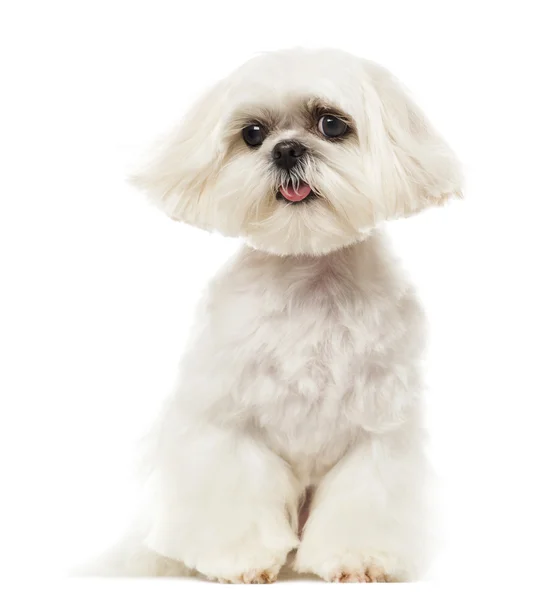 Shih Tzu panting, sitting, isolated on white — Stock Photo, Image