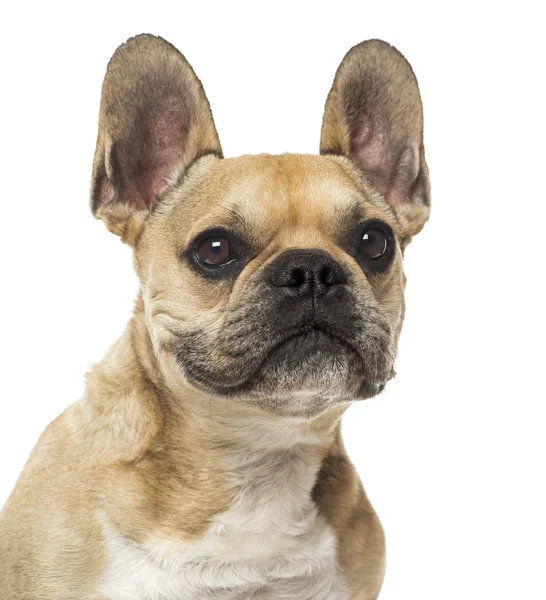 Close-up de um Bulldog francês, 8 anos, isolado em branco — Fotografia de Stock