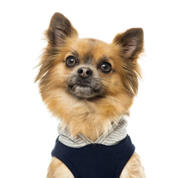 Acercamiento de un Chihuahua vestido, aislado sobre blanco —  Fotos de Stock