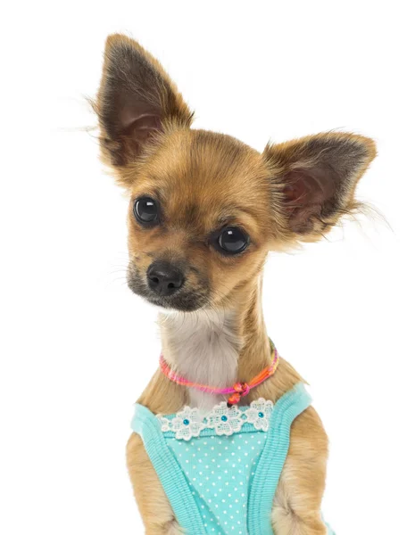 Close up van een aangeklede chihuahua, geïsoleerd op wit — Stockfoto