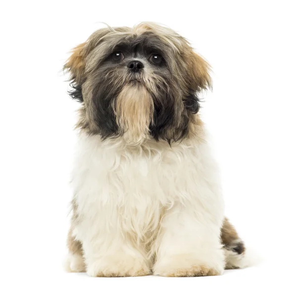 Shih tzu puppy zitten, geconfronteerd met, geïsoleerd op wit — Stockfoto