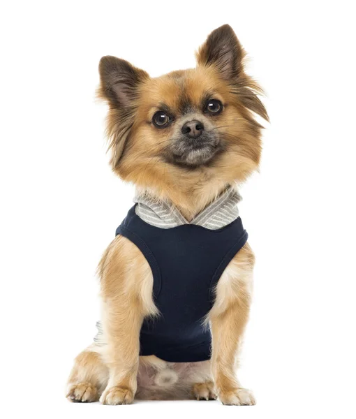 Vestido de Chihuahua sentado, isolado em branco — Fotografia de Stock