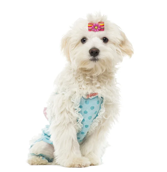 Dressed up Maltese sitting, isolated on white — Stock Photo, Image