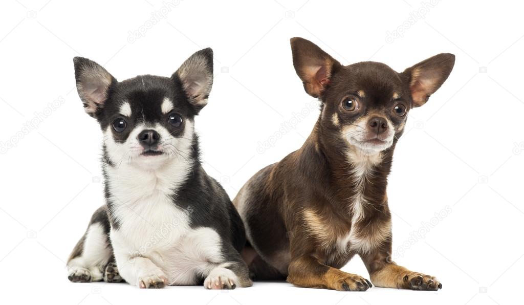 Chihuahuas lying along each other, isolated on white