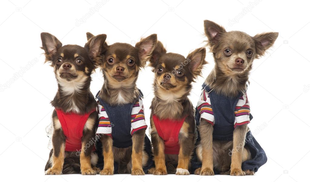 Group of dressed up Chihuahuas puppies sitting, isolated on whit
