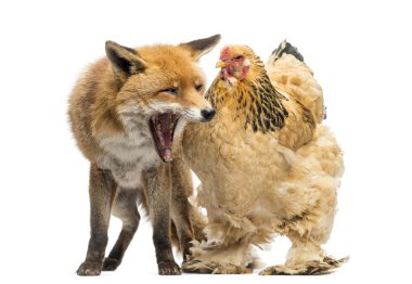 Red fox, Vulpes vulpes, sitting and yawning next to a Hen, isola clipart