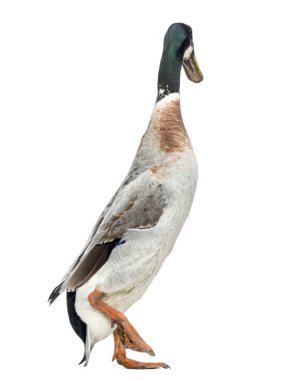 erkek Indian runner ördek, anas platyrhynchos domesticus, yürüyüş