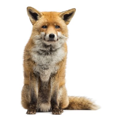 Kızıl Tilki, vulpes vulpes, oturmuş, üzerinde beyaz izole
