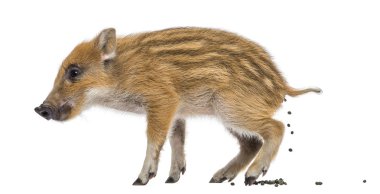 yaban domuzu, sus scrofa, olarak da bilinen yabani domuz, 2 aylık def