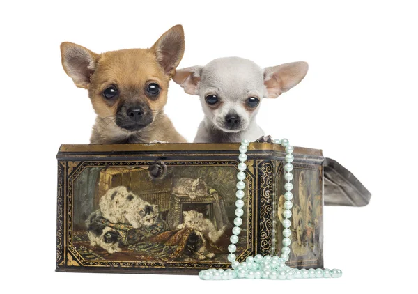 Twee chihuahua puppies in een vintage doos, 4 maanden oud, geïsoleerd o — Stockfoto