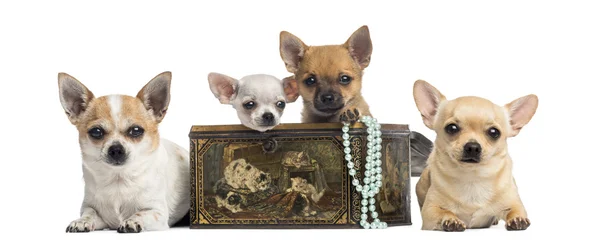 Group of Chihuahuas in a vintage box, isolated on white — Stock Photo, Image