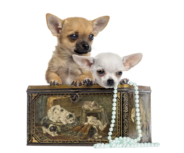 Twee chihuahua puppies in een vintage doos, 4 maanden oud, geïsoleerd o — Stockfoto