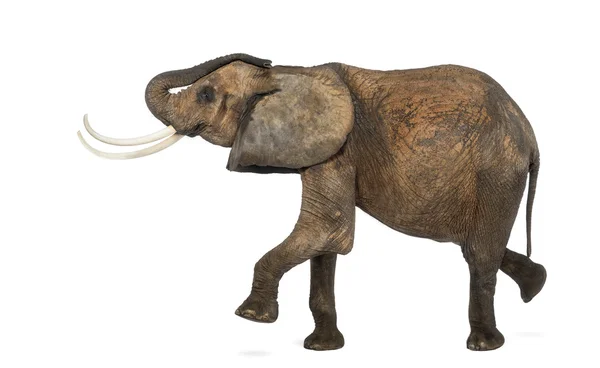 Oldalnézetből egy afrikai elefánt teljesítő, elszigetelt, a fehér — Stock Fotó