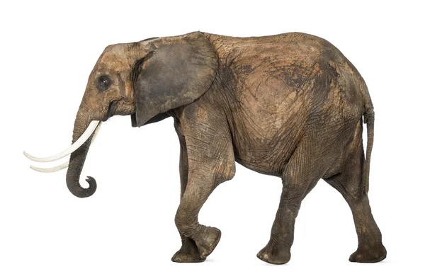 Sidovy av en afrikansk elefant, isolerad på vit — Stockfoto