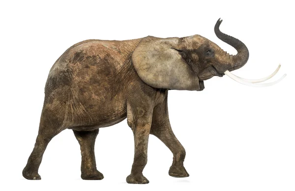 Вид збоку Африканський слон, піднімаючи його стовбур, ізольовані на — стокове фото