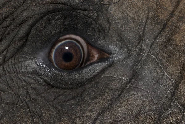 Fechar os olhos de um elefante africano — Fotografia de Stock