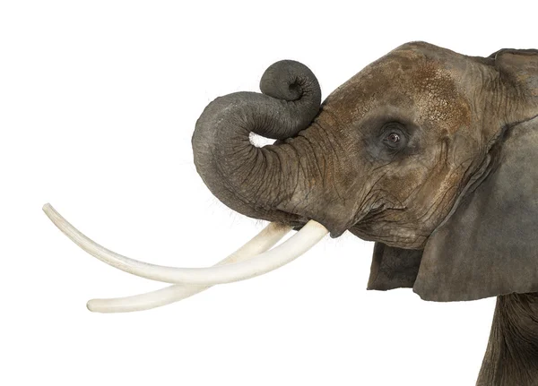 Fechar-se de um elefante africano levantando seu tronco, isolado em w — Fotografia de Stock