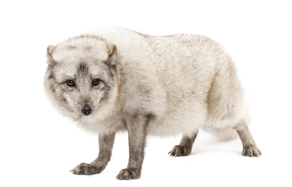 Arctic fox, Vulpes habopus, также известный как белый fox, polar f — стоковое фото