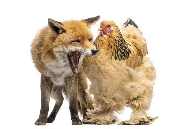 Red fox, Vulpes vulpes, sitting and yawning next to a Hen, isola — Stock Photo, Image