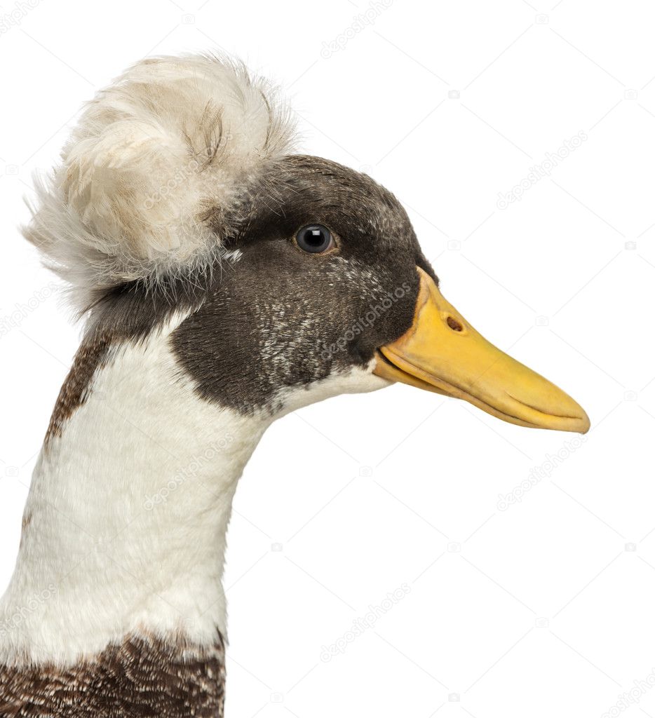 Close up of a Male Crested Ducks, lophonetta specularioides, iso