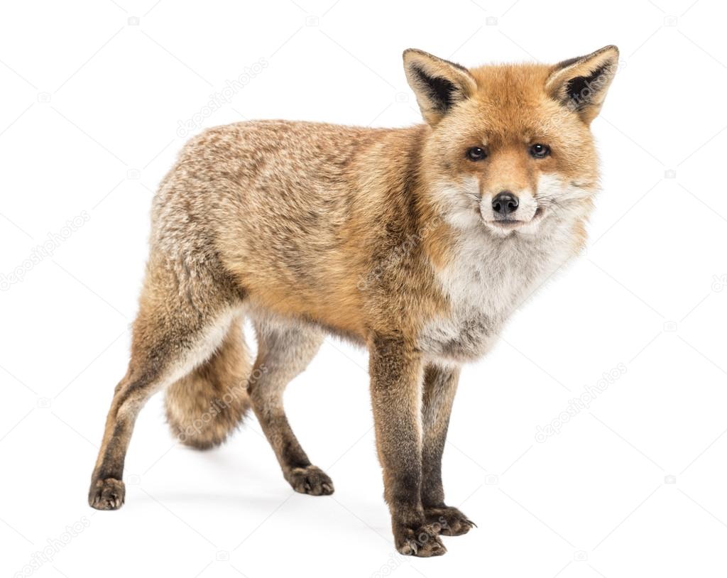 Red Fox, Vulpes vulpes, standing, isolated on white