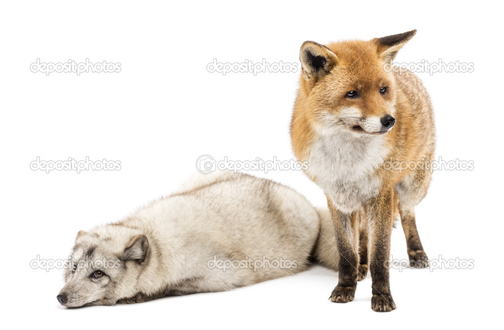 Red Fox, Vulpes vulpes, standing and Arctic Fox, Vulpes lagopus,
