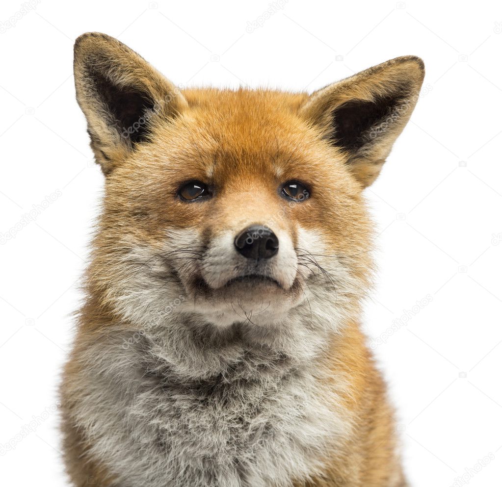 Close-up of a Red fox, Vulpes vulpes, isolated on white