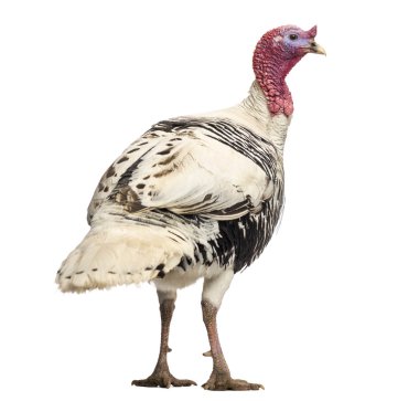 Türkiye, destek gallopavo, ayakta, izole o arka görünüm