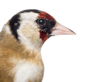 Close-up of a European Goldfinch, carduelis carduelis, isolated clipart