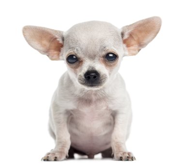 chihuahua yavrusu otururken, kameraya, 4 aylık arıyor