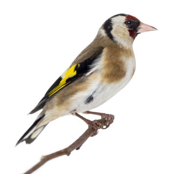 bir dal üzerinde tünemiş Saka kuşu, carduelis carduelis olduğunu