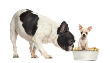boğa köpek chihuahua yavrusu bir kapta ayrı tut, koklama Fransız