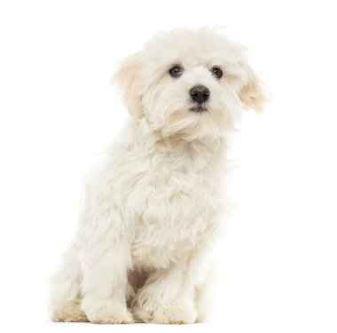 Malta puppy oturan, 7 ay yaşlı, beyaz izole