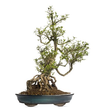 serissa bonsai ağacı, serissa foetida, üzerinde beyaz izole