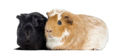 yan yana, üzerinde beyaz izole iki eskiden şiling şimdi pigs