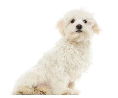 Malta puppy oturan, 7 ay yaşlı, beyaz izole