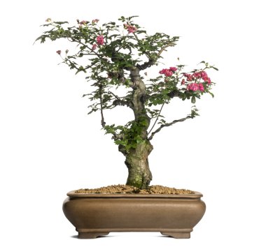 alıç bonsai ağacı, crataegus, üzerinde beyaz izole