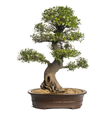 celtis bonsai ağacı, hackberries, üzerinde beyaz izole